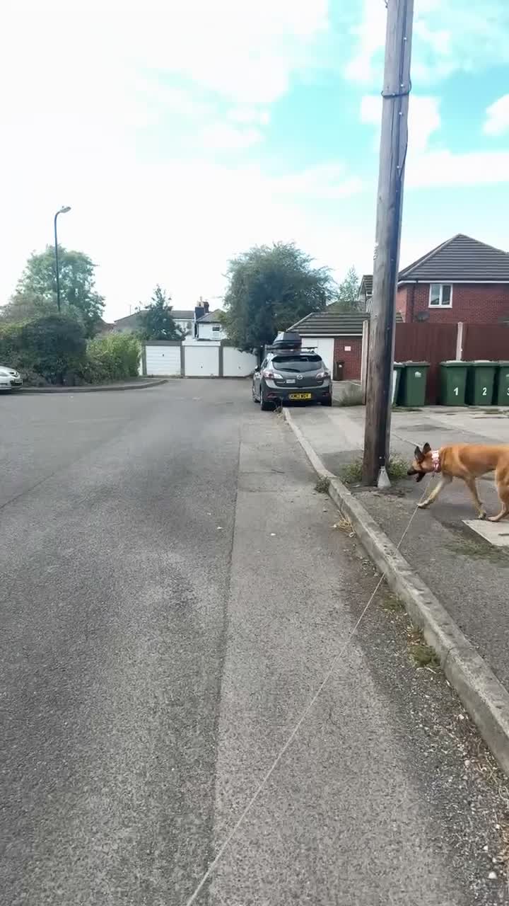Belgian Shepherd Dog dogs for sale: Belgian mali for sale PLEASE READ!!!! - Video 2