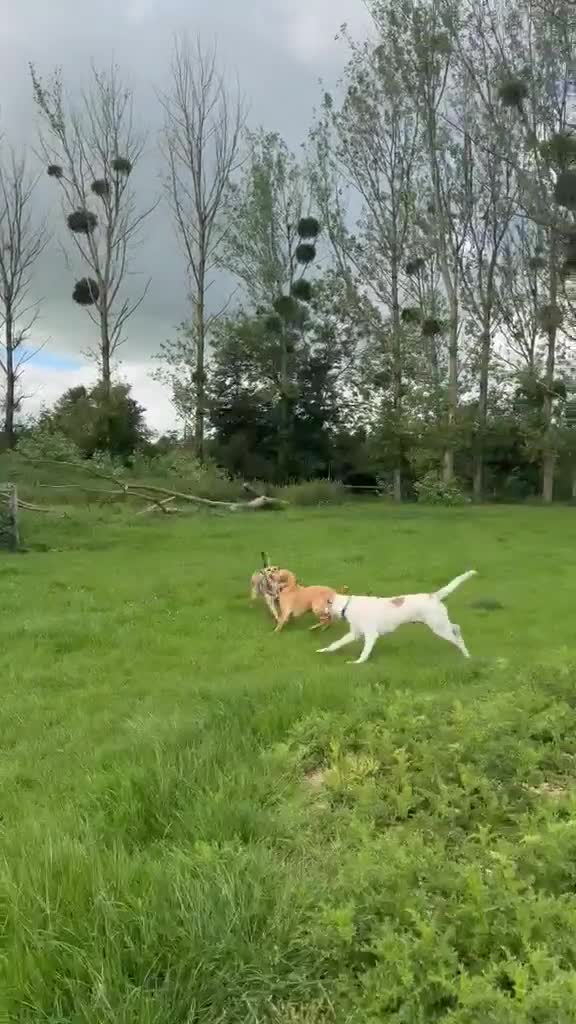Mixed Breed dogs for adoption: 🌿 Meet Milo – Your Next Adventure Buddy! 🐾 - Video 2