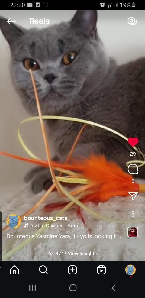 British Shorthair cats for sale: Closing of BSH cattery, 50% discount  - Video 2