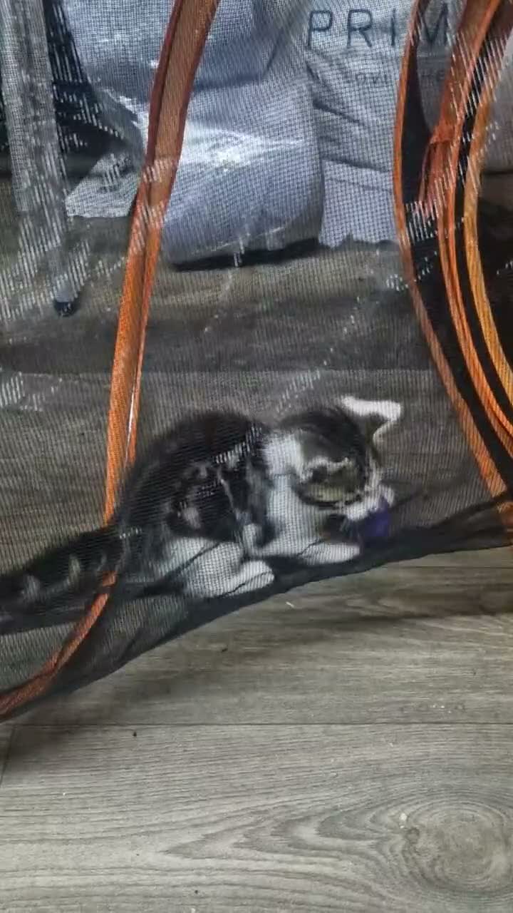 Mixed Breed cats for sale: 2 brothers ready to find a new gome  - Video 2