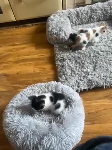 Mixed Breed cats for sale: Kittens - Video 2