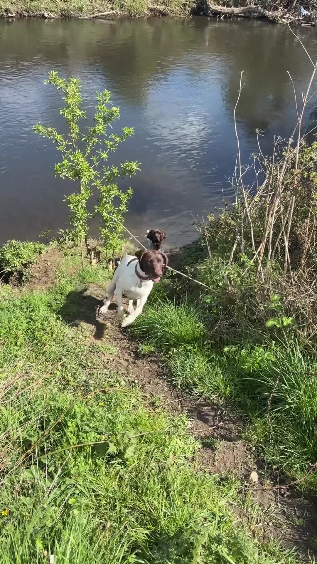 German Shorthaired Pointer dogs for sale: German shorthaired pointer - Video 1