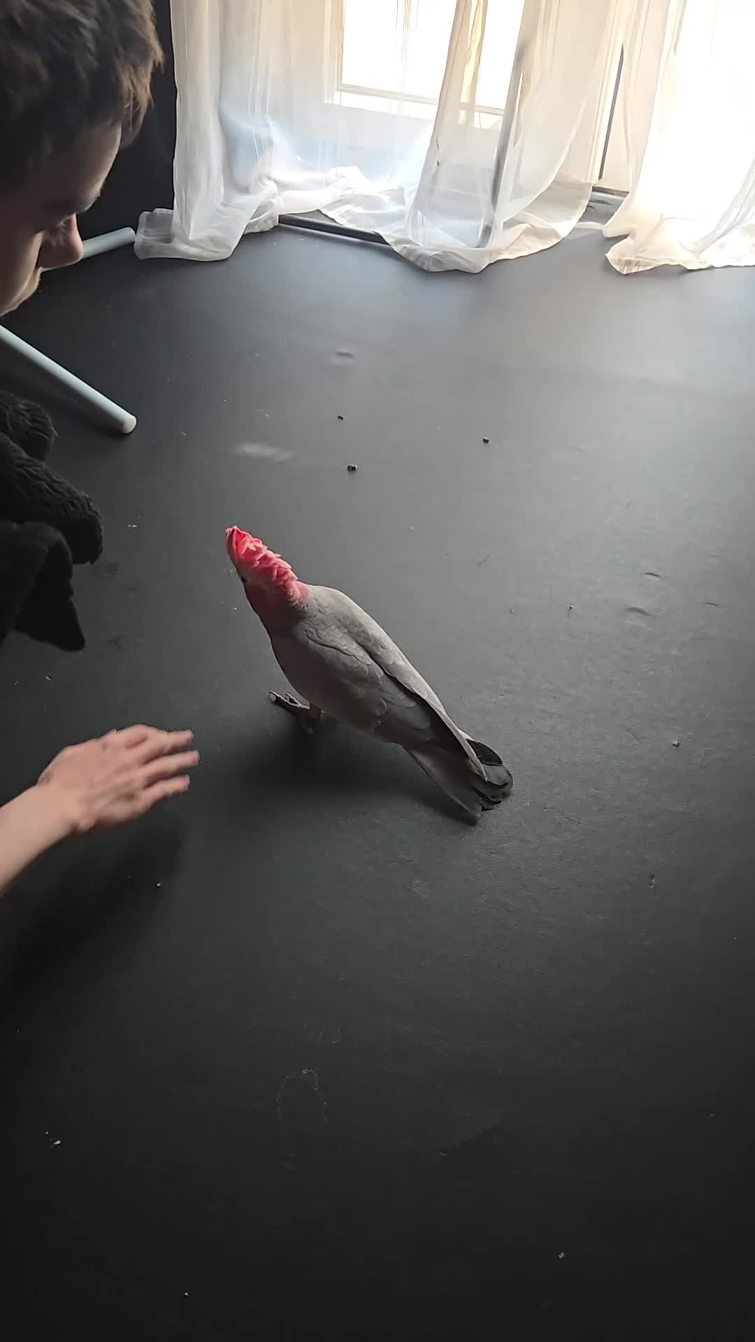Cockatoo birds for sale: 4 month old tame Galah - Video 1