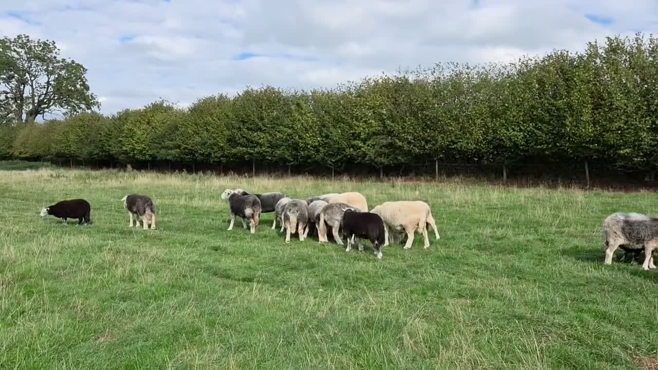 Sheep livestock for sale: Herdwick ewes and lambs for sale - Video 1