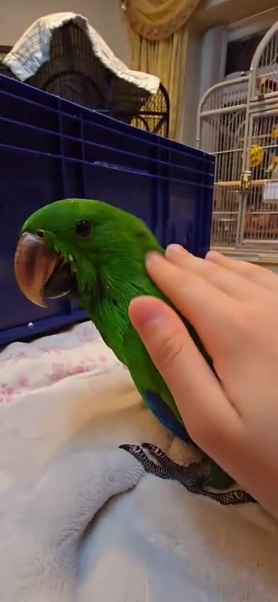 Parrots birds for sale: Baby cute tame eclectus in Greenford - Video 1