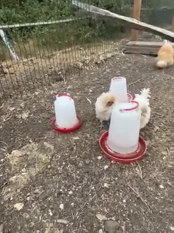 Chickens poultry for sale: 3 polish chicken for free!  in Sevenoaks - Video 1