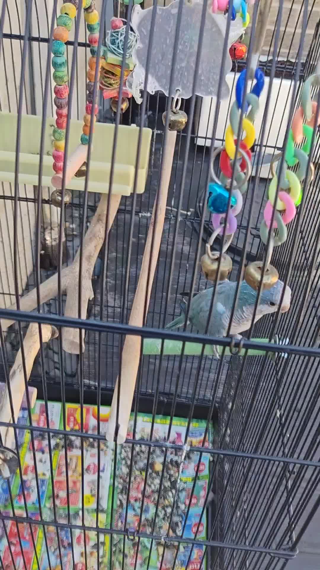 Parrots birds for sale: Blue quaker parrot - Video 2