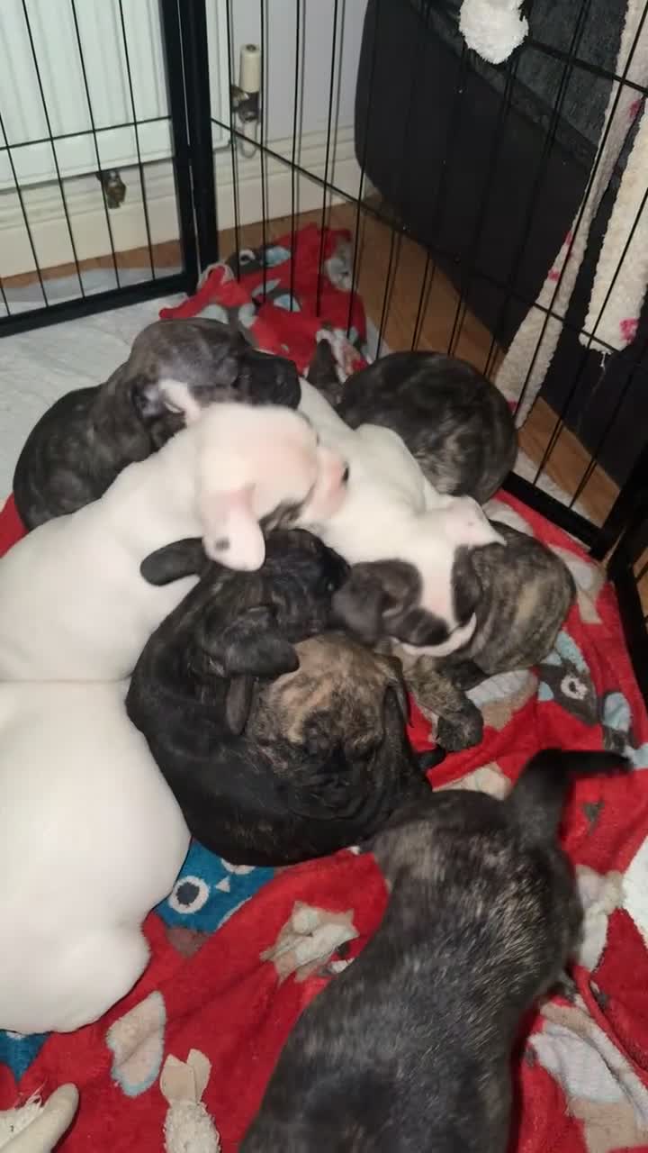 Mixed Breed dogs for sale: Frenchie cross Staffie Pups - Video 1