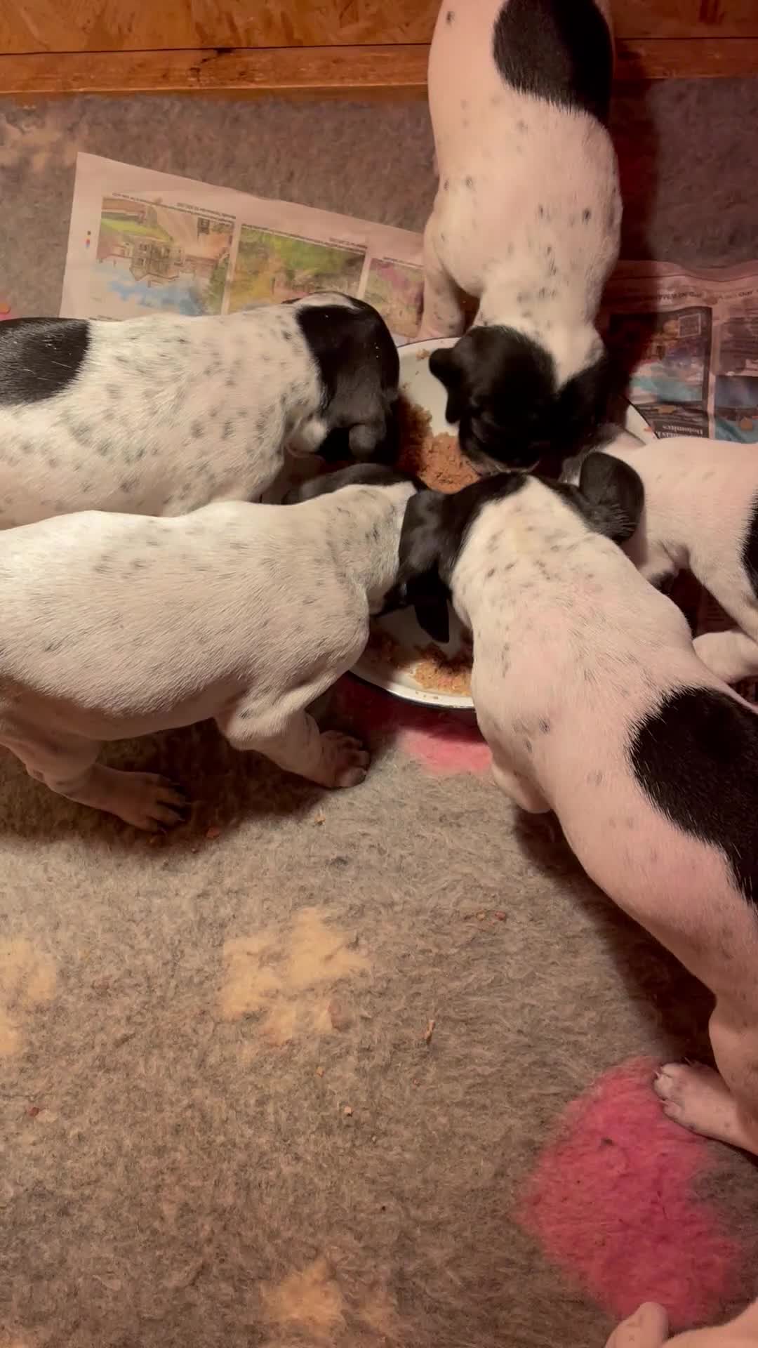 Pointer dogs for sale: Pointer Puppies for sale  - Video 2
