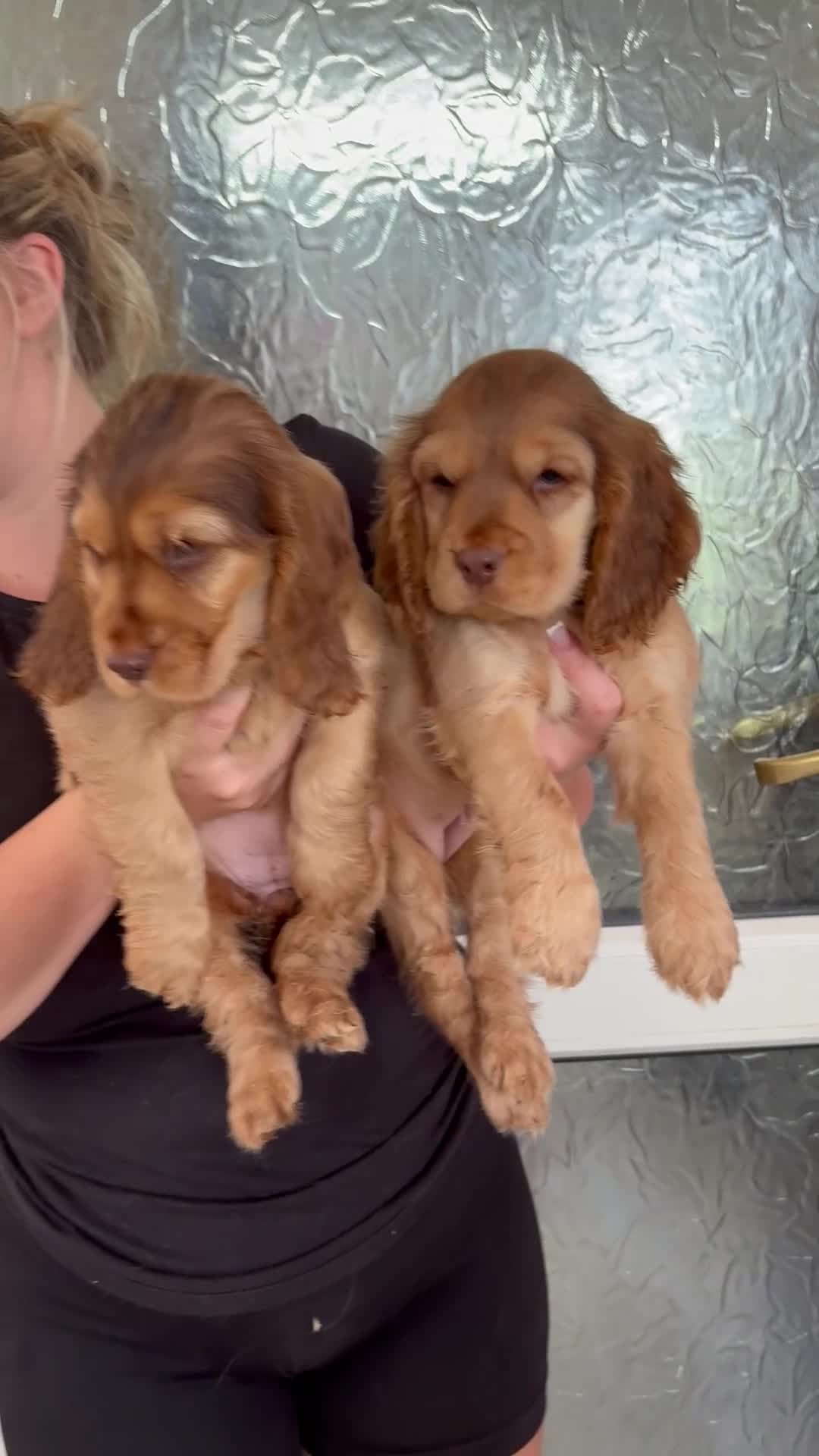 Cocker Spaniel dogs for sale: Sable cocker spaniel puppies ready to leave - Video 2