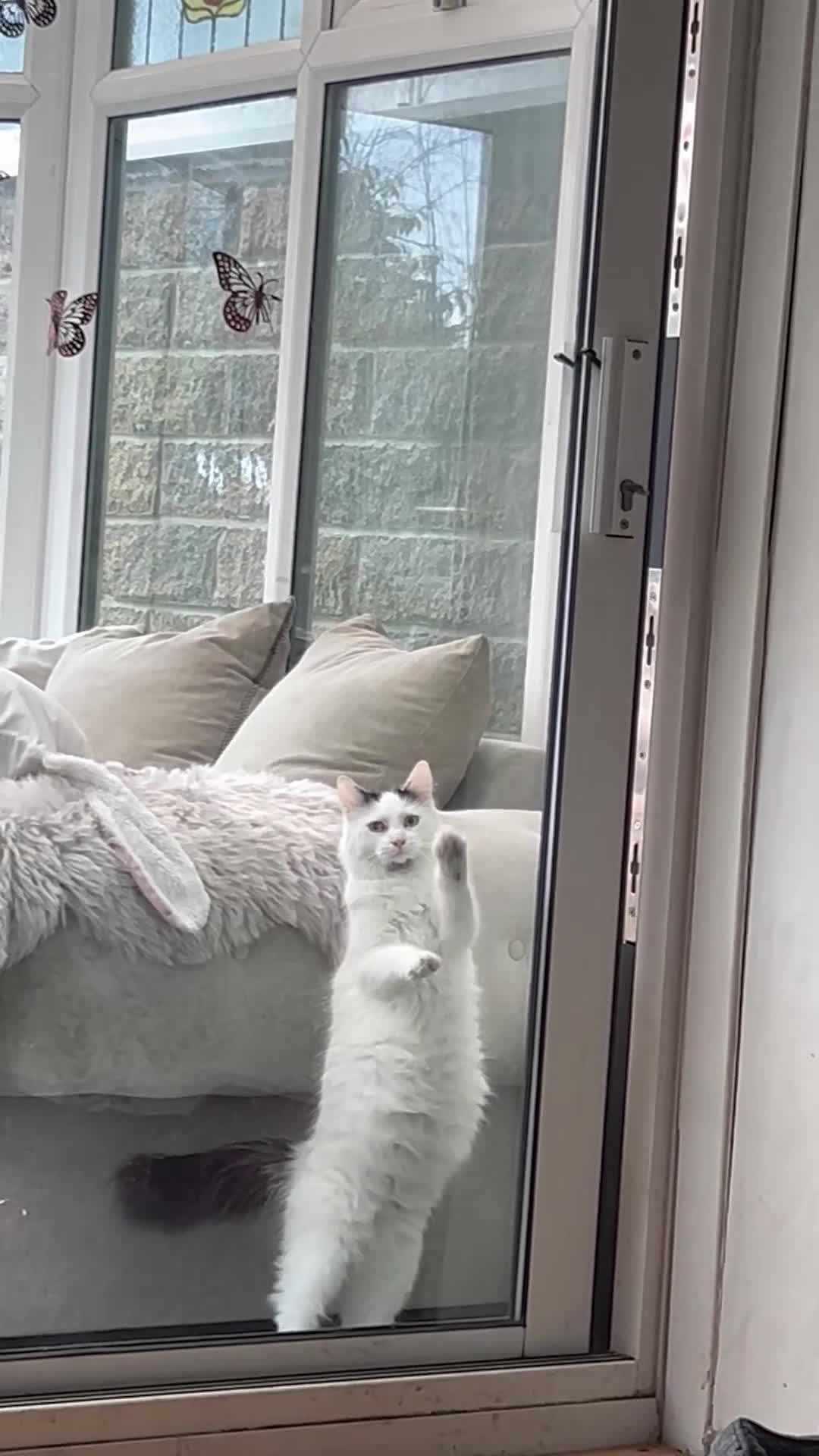 Mixed Breed cats for sale: 4 mainecoon x BSH kittens.  - Video 1