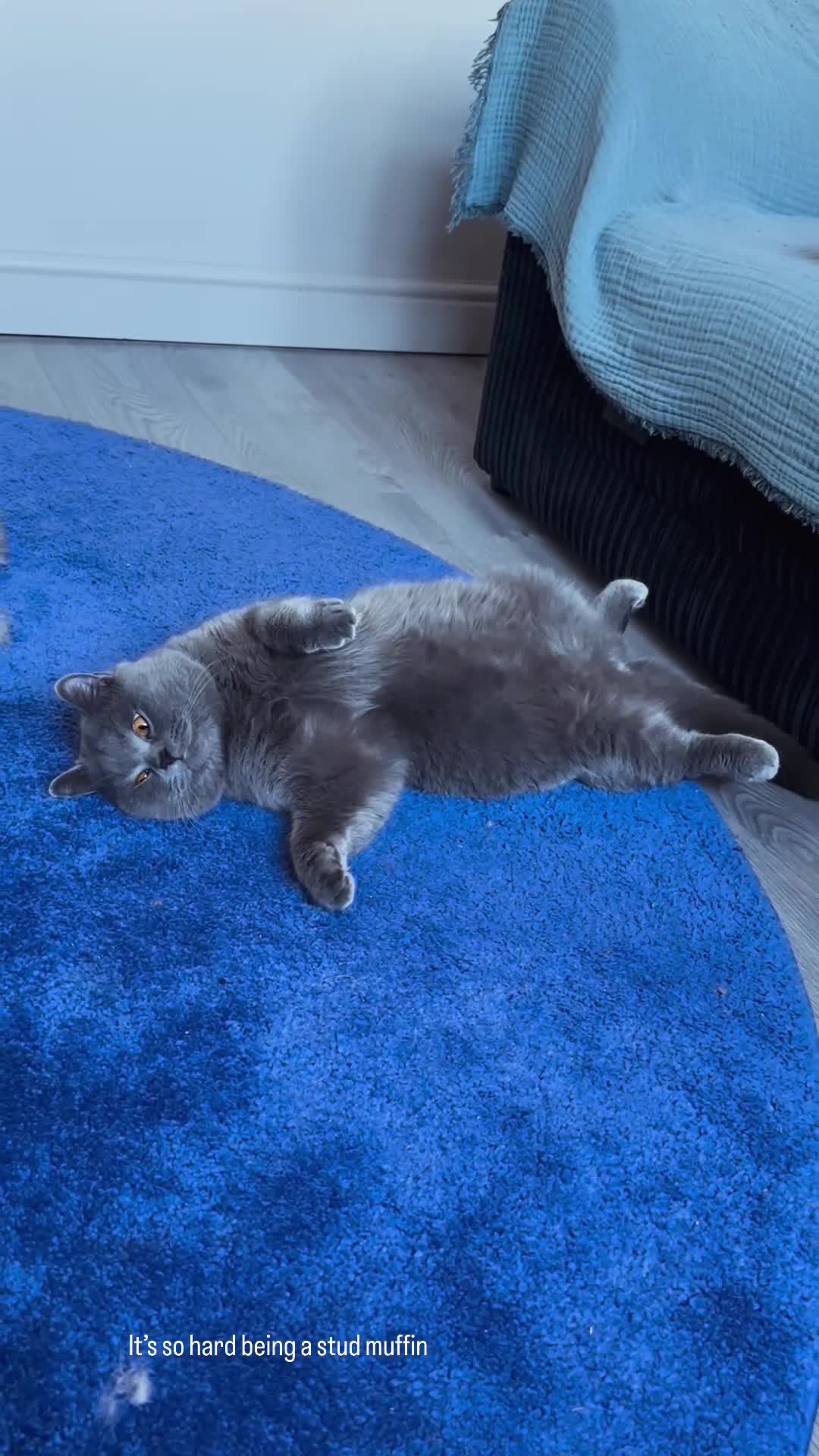 Maine Coon cats for sale: 2 boys purebreed - Maincoon and British shorthair  - Video 1