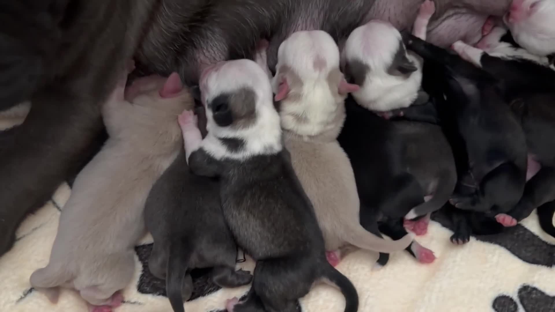 Pug dogs for sale: Kc registered Pugs - Video 3