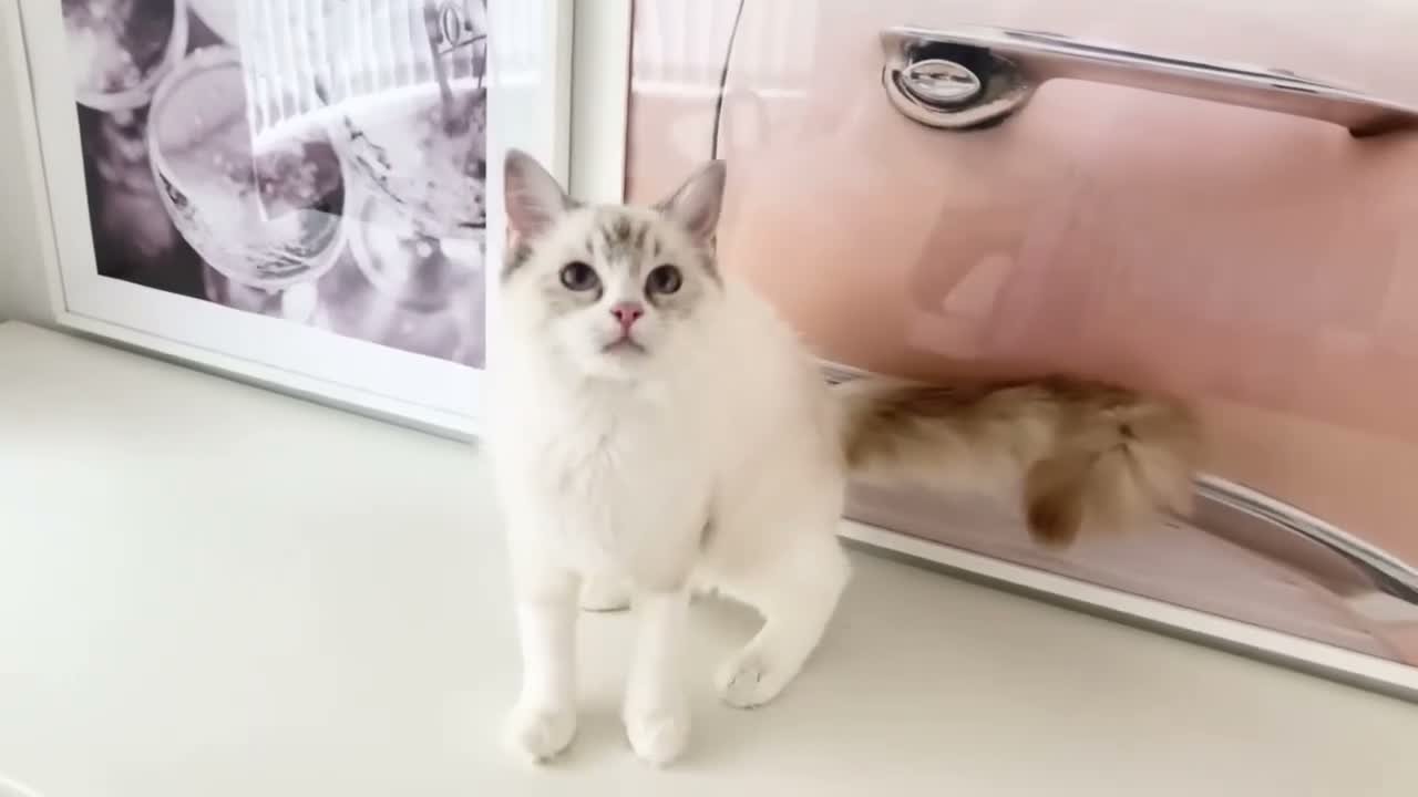 Ragdoll cats for sale: GCCF ACTIVE (FOR BREEDING) SEAL BICOLOUR FEMALE - Video 2