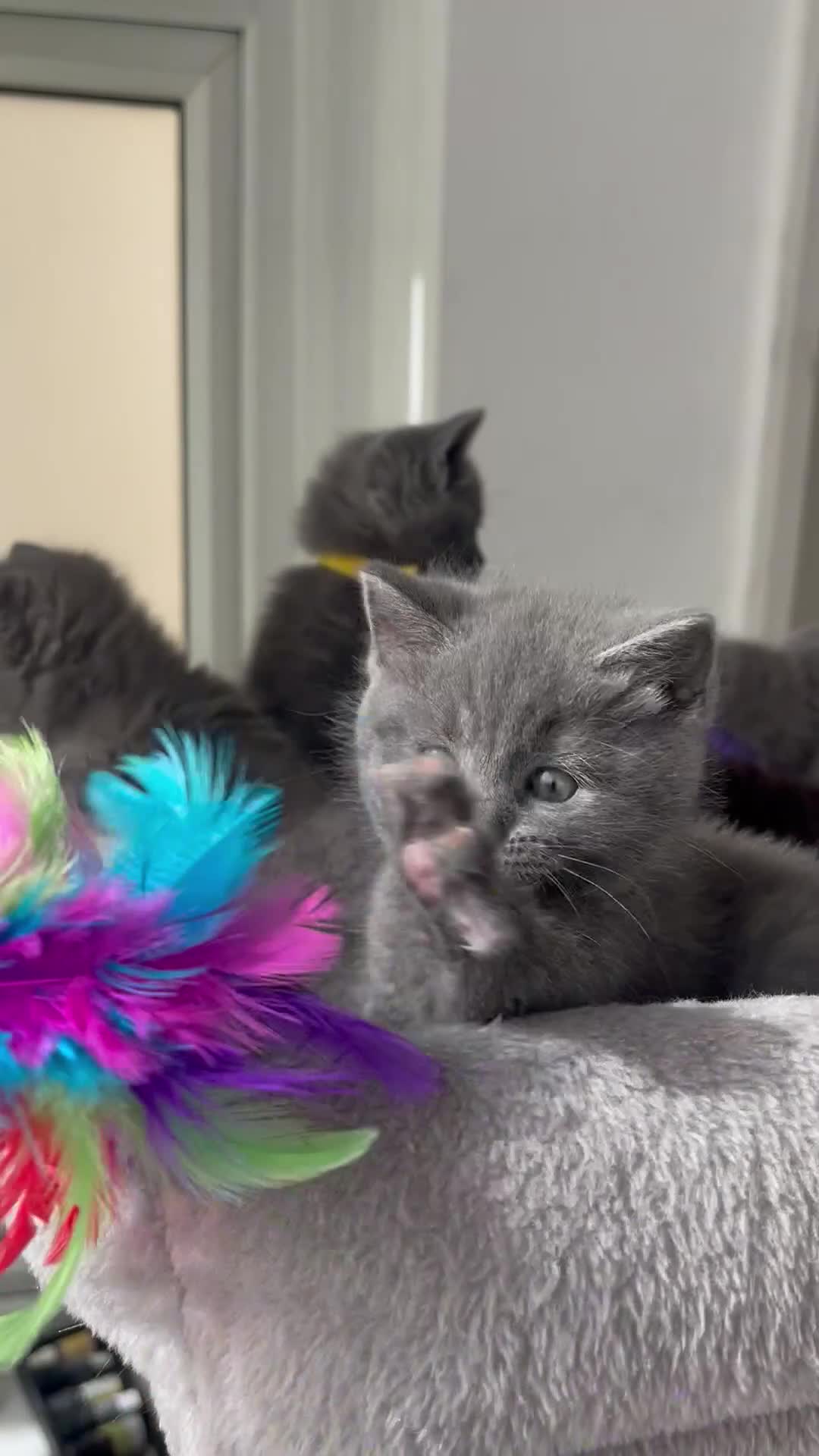 British Shorthair cats for sale: Beautiful British kittens 🐈‍⬛  - Video 1
