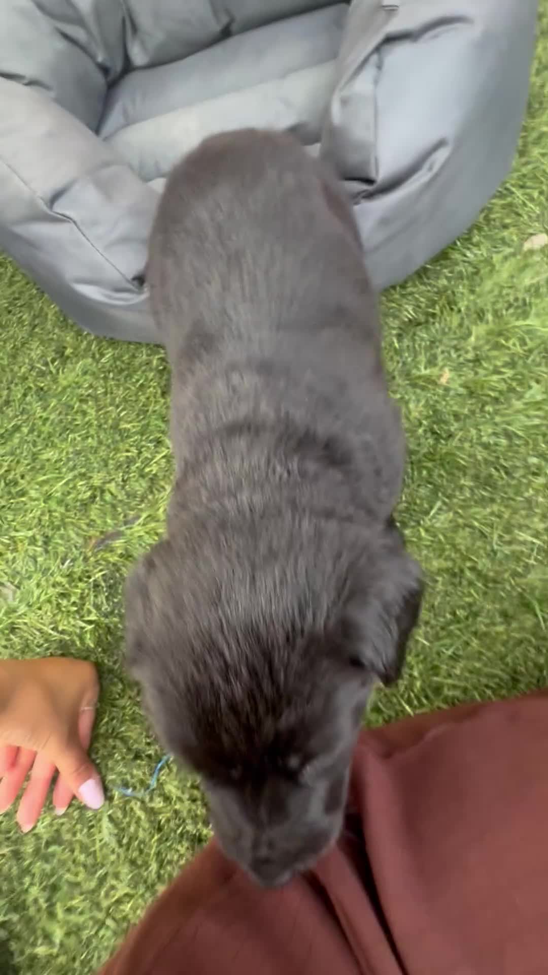 Borador dogs for sale: Ready now.. 1boy lab x collie pup left  - Video 2