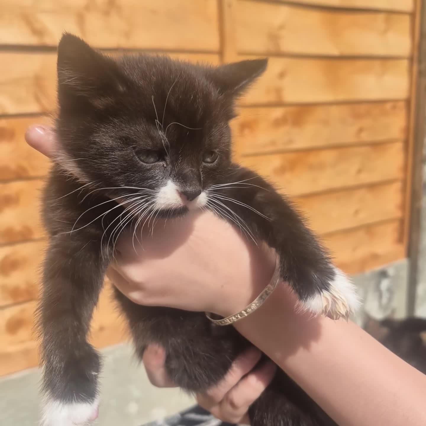 Mixed Breed cats for sale: Stunning bengal/maine coon mixed breed - Video 1