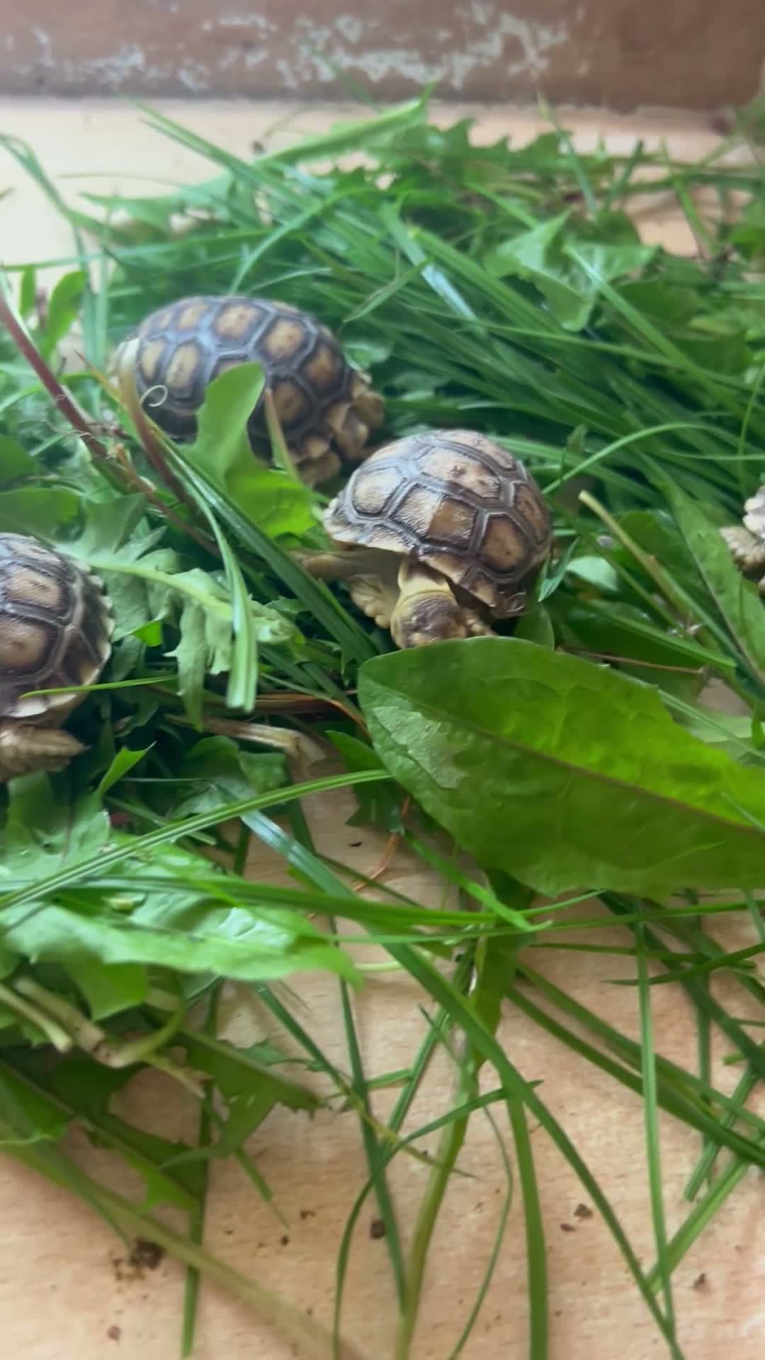 Tortoise reptiles for sale: Sulcata tortoise babies  - Video 2