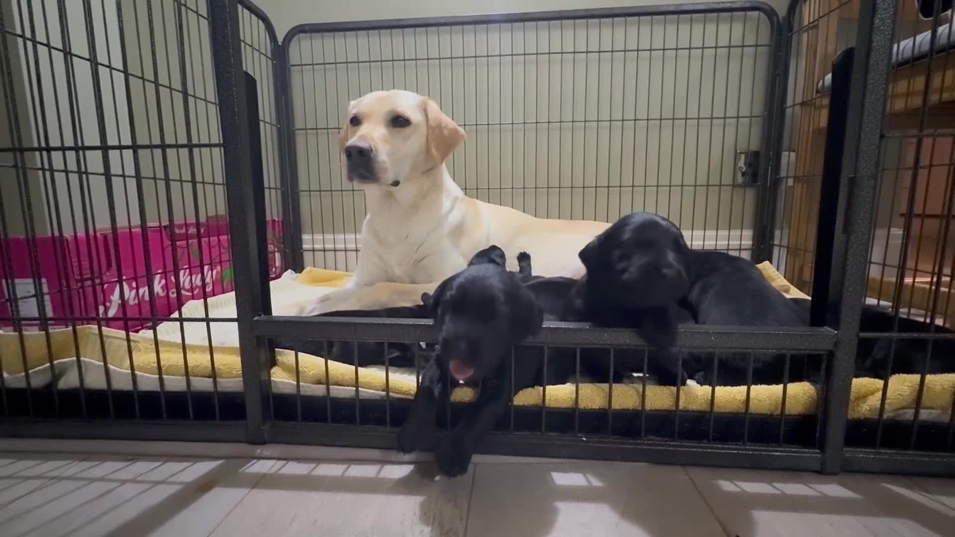 Labrador Retriever dogs for sale: KC registered Black Labrador puppies  in Harrogate - Video 1