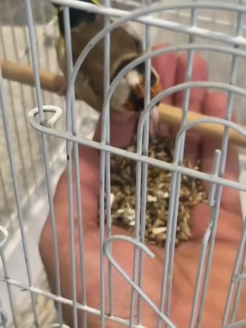 Canaries birds for sale: Canary Pair + Male Goldfinch Available - Video 2