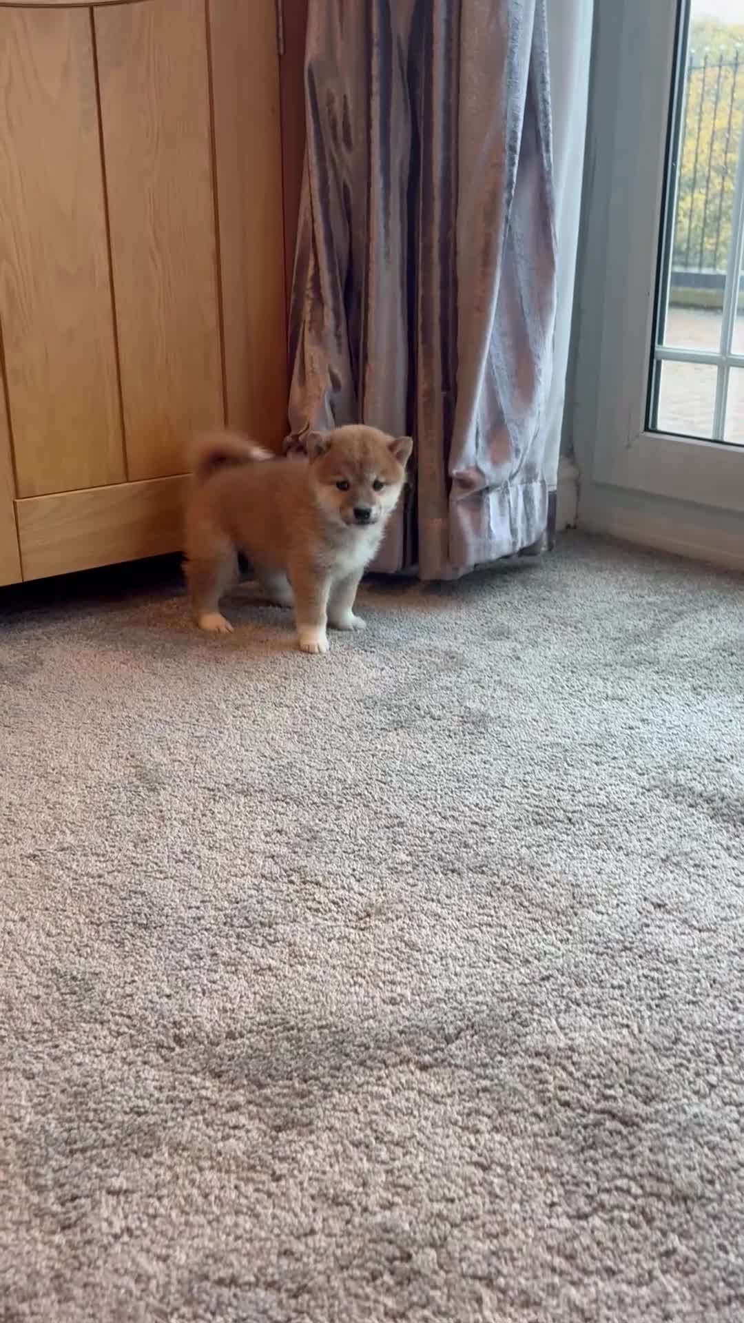 Japanese Shiba Inu dogs for sale: Health Tested Japanese Shiba Inu Puppies  - Video 2