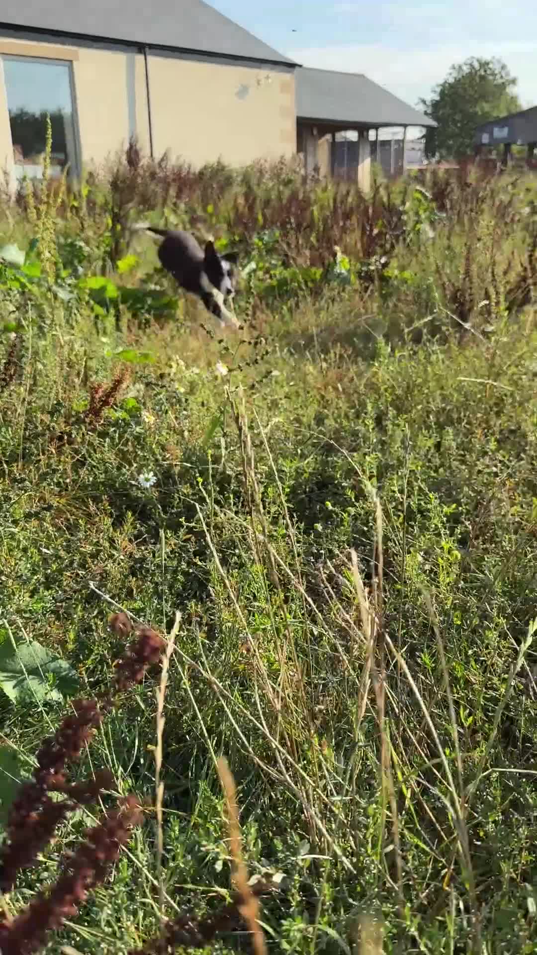 Border Collie dogs for sale: Gorgeous KC reg border collie pups  - Video 3