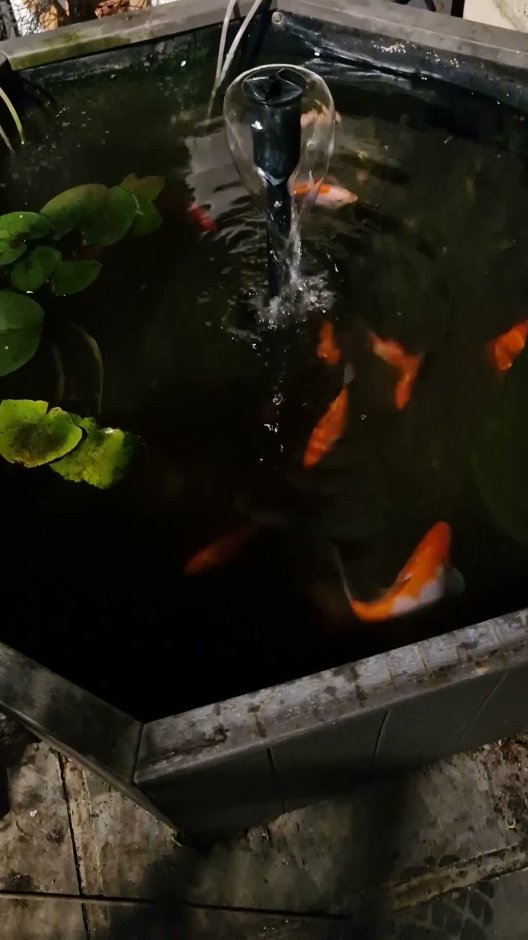 Goldfish fish for sale: Pond Goldfish (Comets and Fantails) in Basildon - Video 2