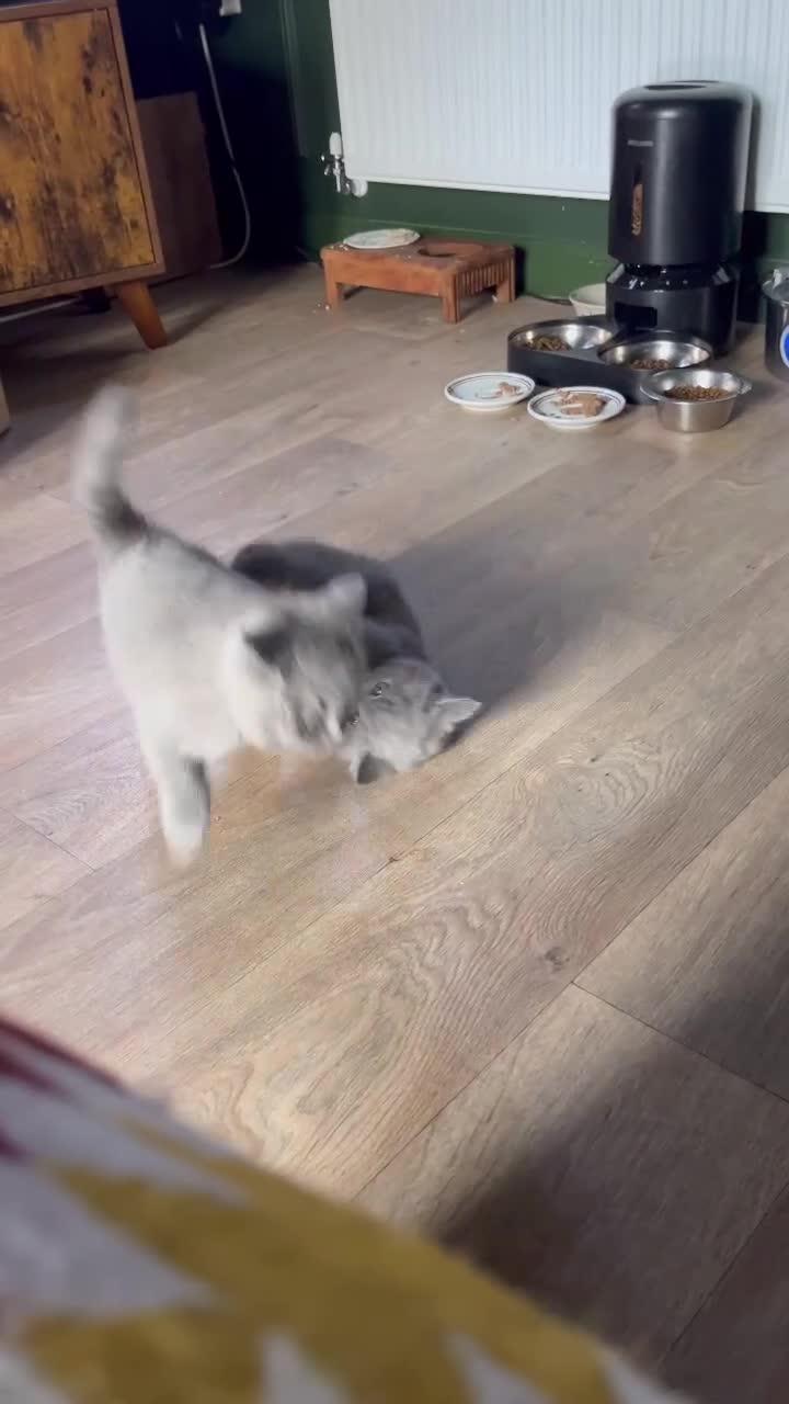 British Shorthair cats for sale: Kind Souls Fluffy Coats British Shorthair Kittens - Video 2