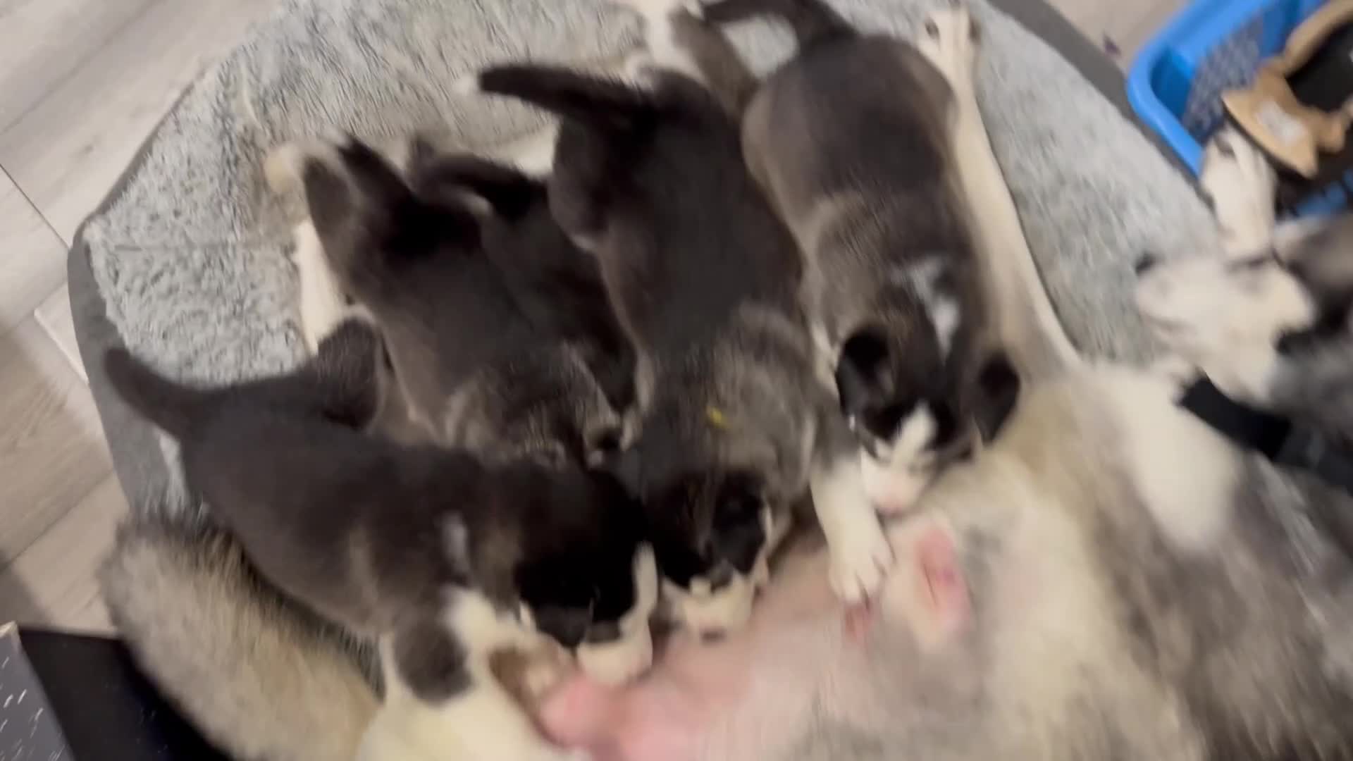 Siberian Husky dogs for sale: Gorgeous, Healthy & Fully Insured Siberian puppies in Stanmore - Video 1