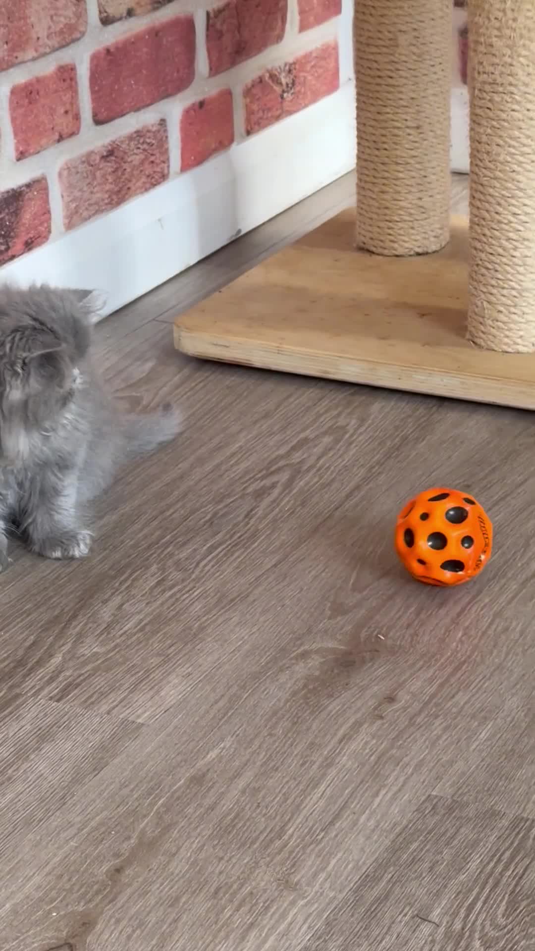 Persian cats for sale: Grand Imperial Bloodlines Pedigree Cats, Reduced! - Video 1