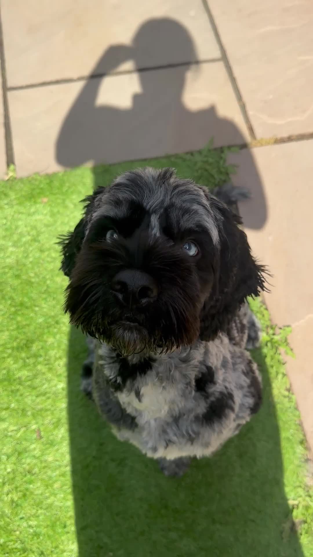 Cockapoo dogs for stud: Exceptional F1 Merle Cockapoo Stud 💙 in Newcastle - Video 1