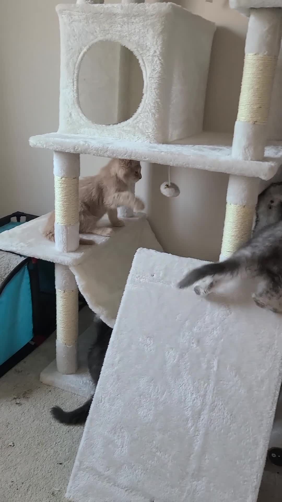 Maine Coon cats for sale: Maine coon kittens  - Video 2