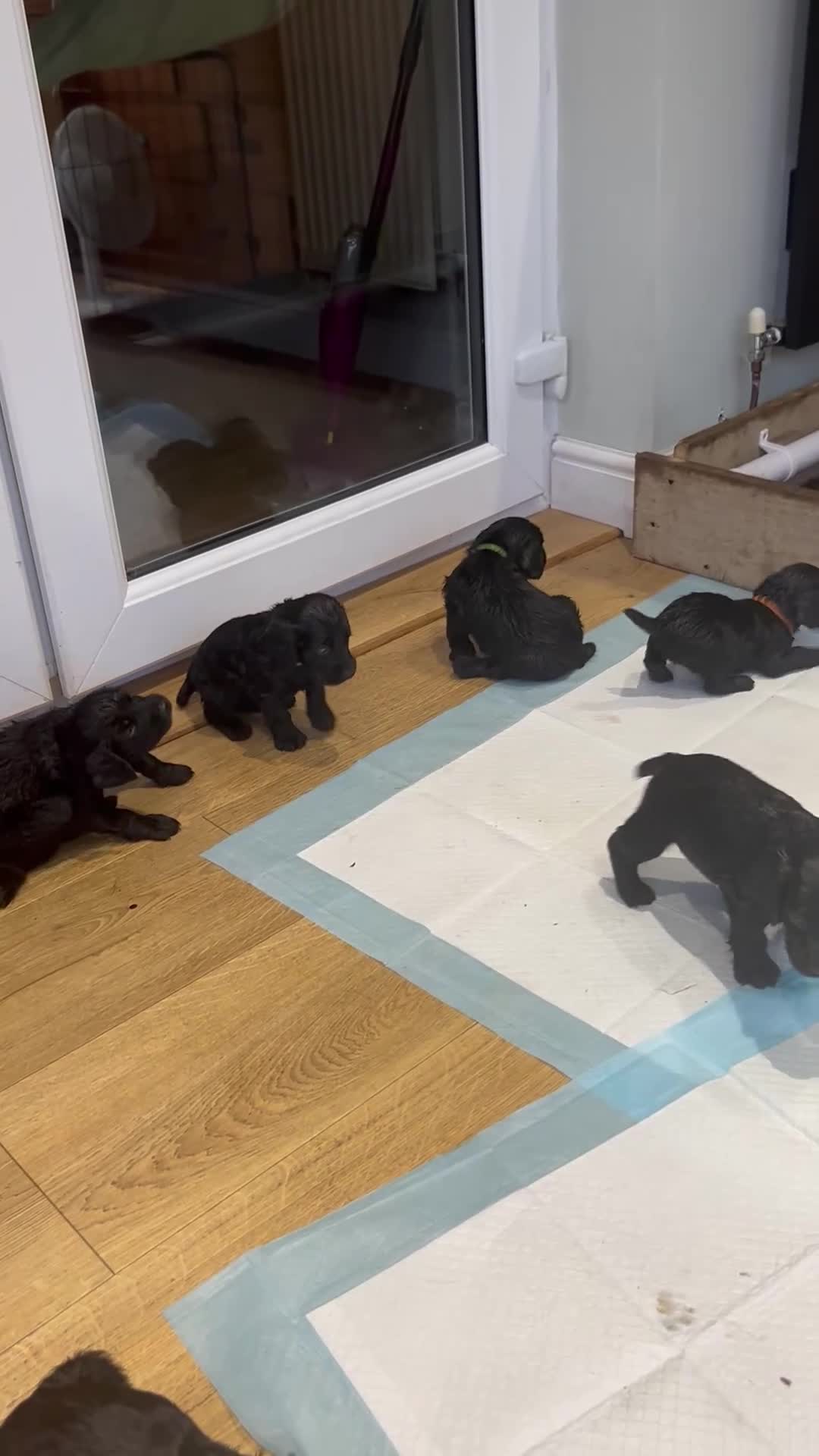 Cocker Spaniel dogs for sale: Beautiful litter of 9 working cocker spaniel pups  - Video 4