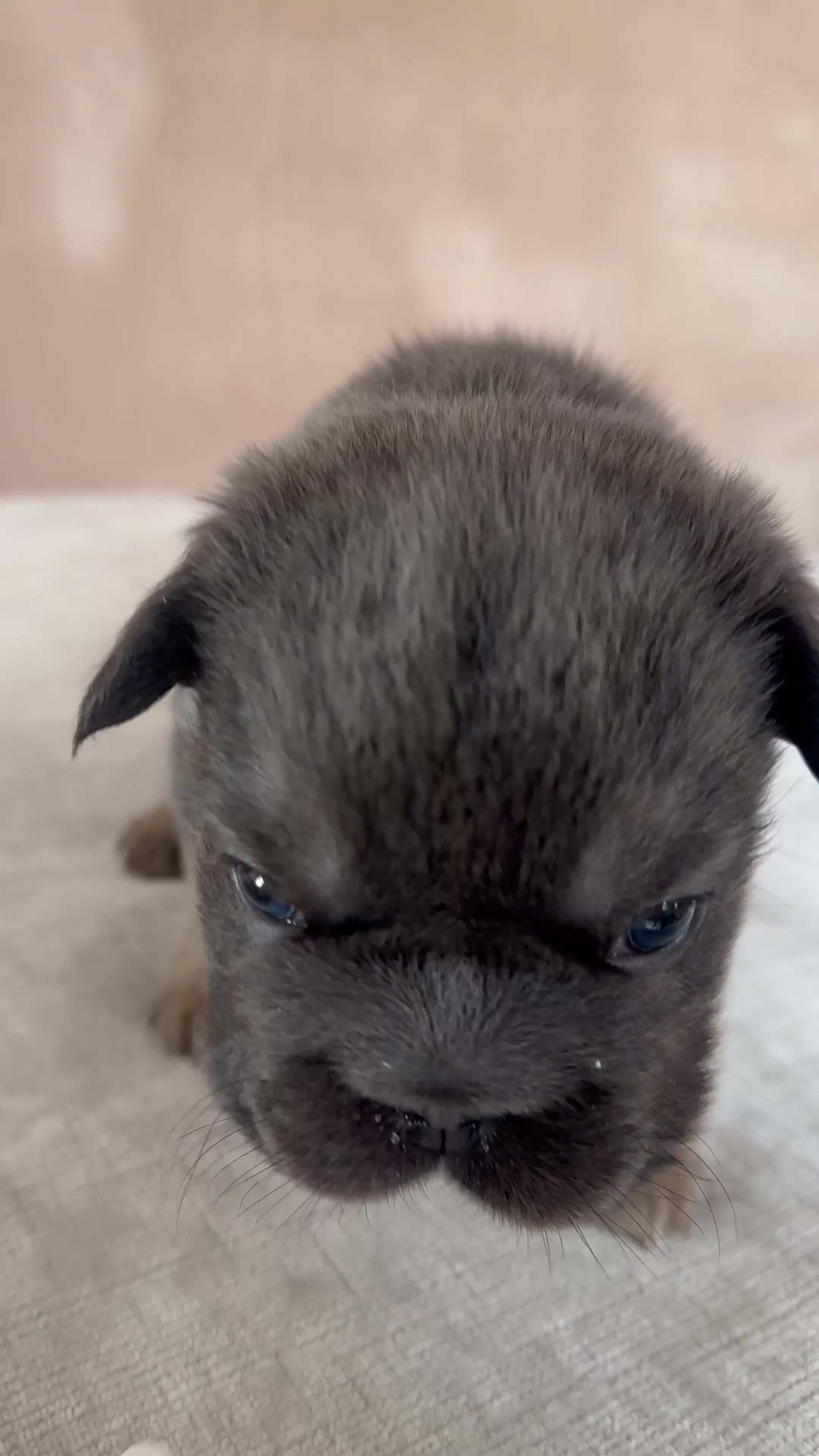 French Bulldog dogs for sale: Fluffy Frenchies - Video 4