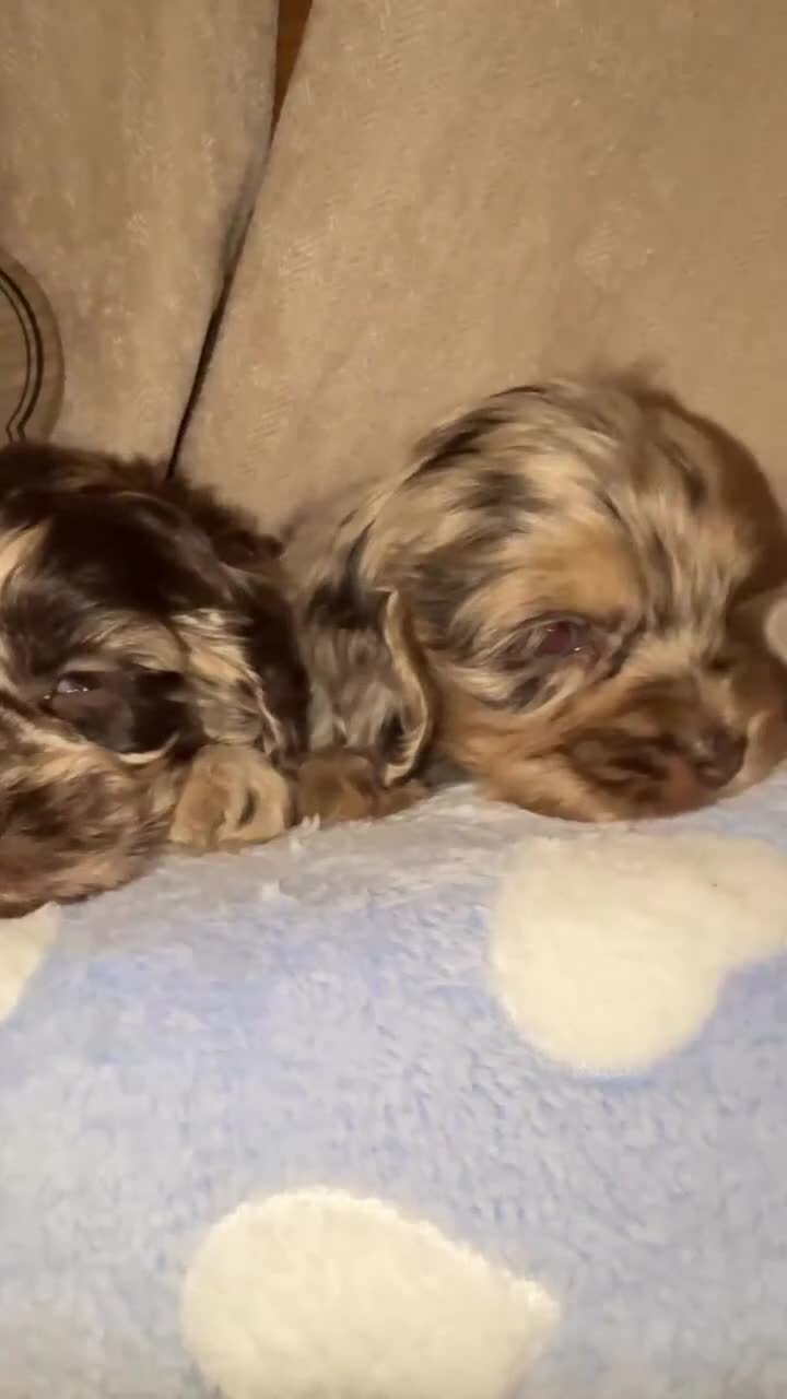 Cockapoo dogs for sale: Chocolate merl and tan point American cockapoo  - Video 3