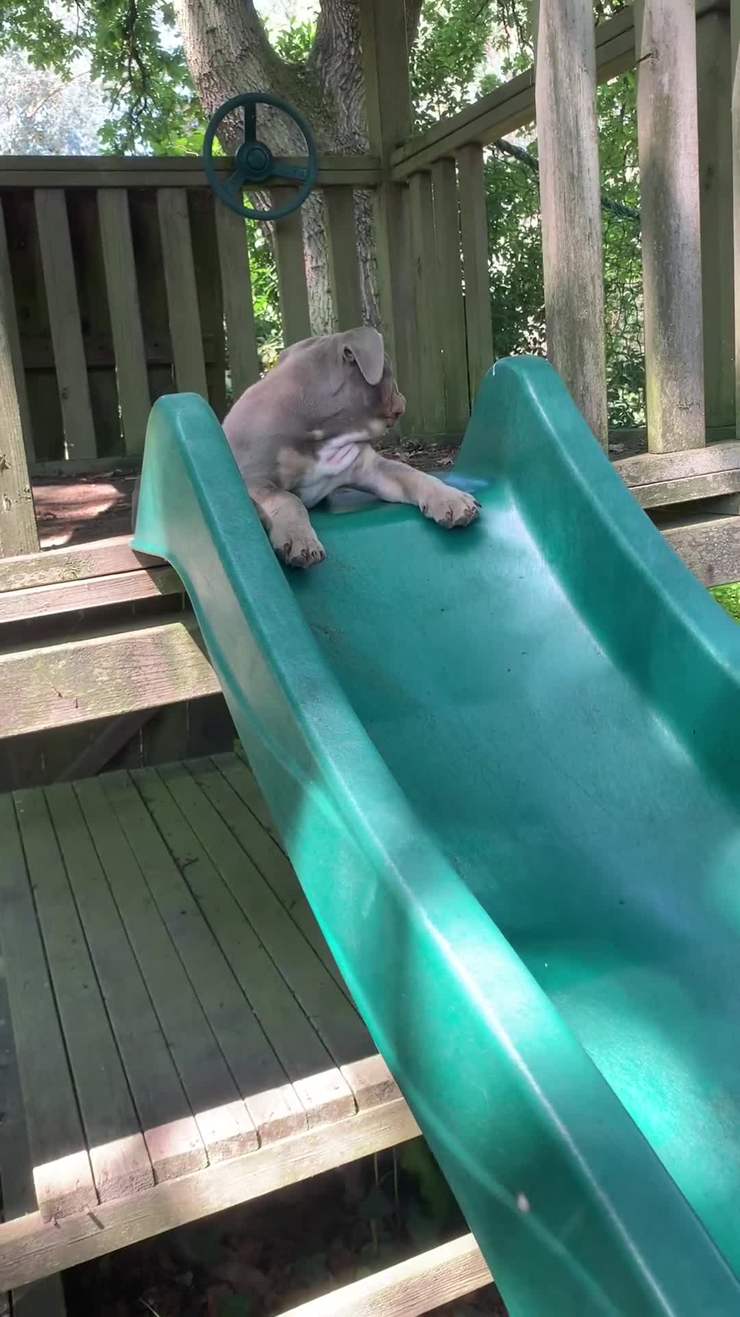 English Bulldog dogs for sale: Lilac Tri English Bulldog Puppies  - Video 1