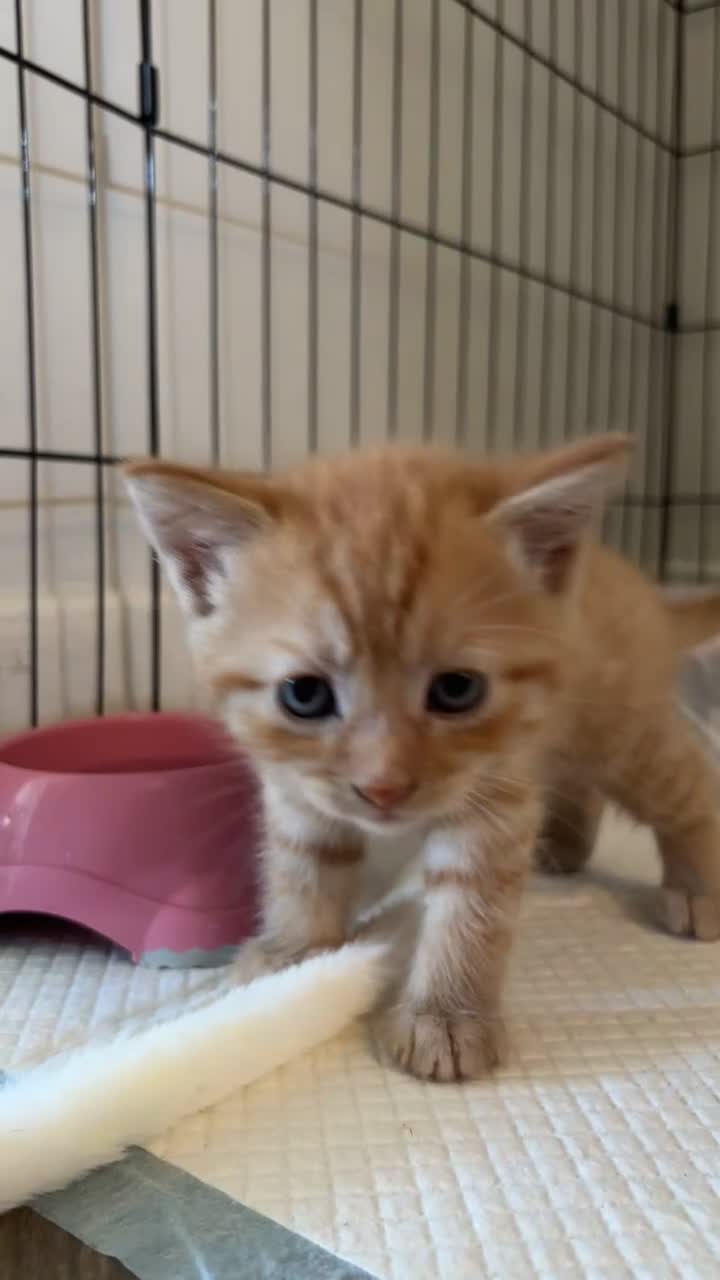 Mixed Breed cats for sale: three ginger kittens 5 weeks old🧡 - Video 1