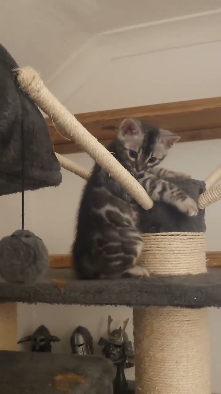 Bengal cats for sale: Stunning Silver Charcoal Bengal boy - Video 2