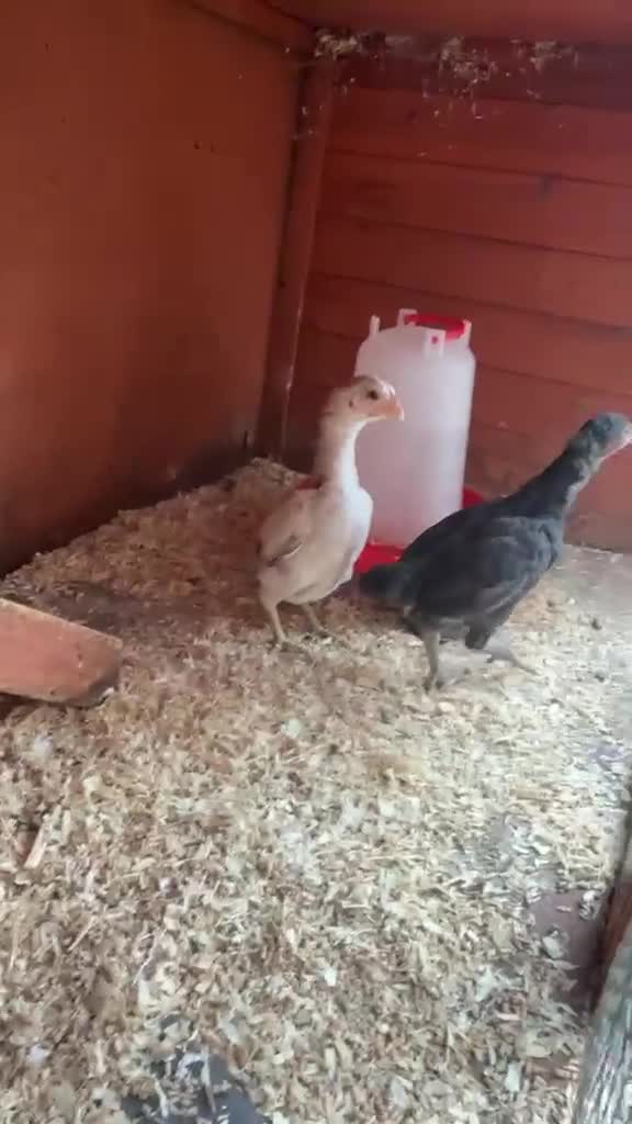 Chickens poultry for sale: Pair of Ko Shamos  - Video 1