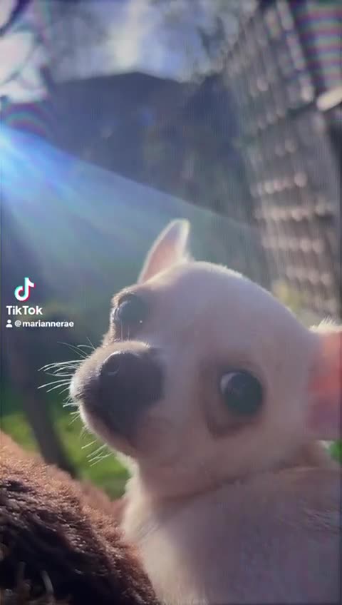 Chihuahua dogs for sale: ONE small toy pedigree Chihuahua - Video 5