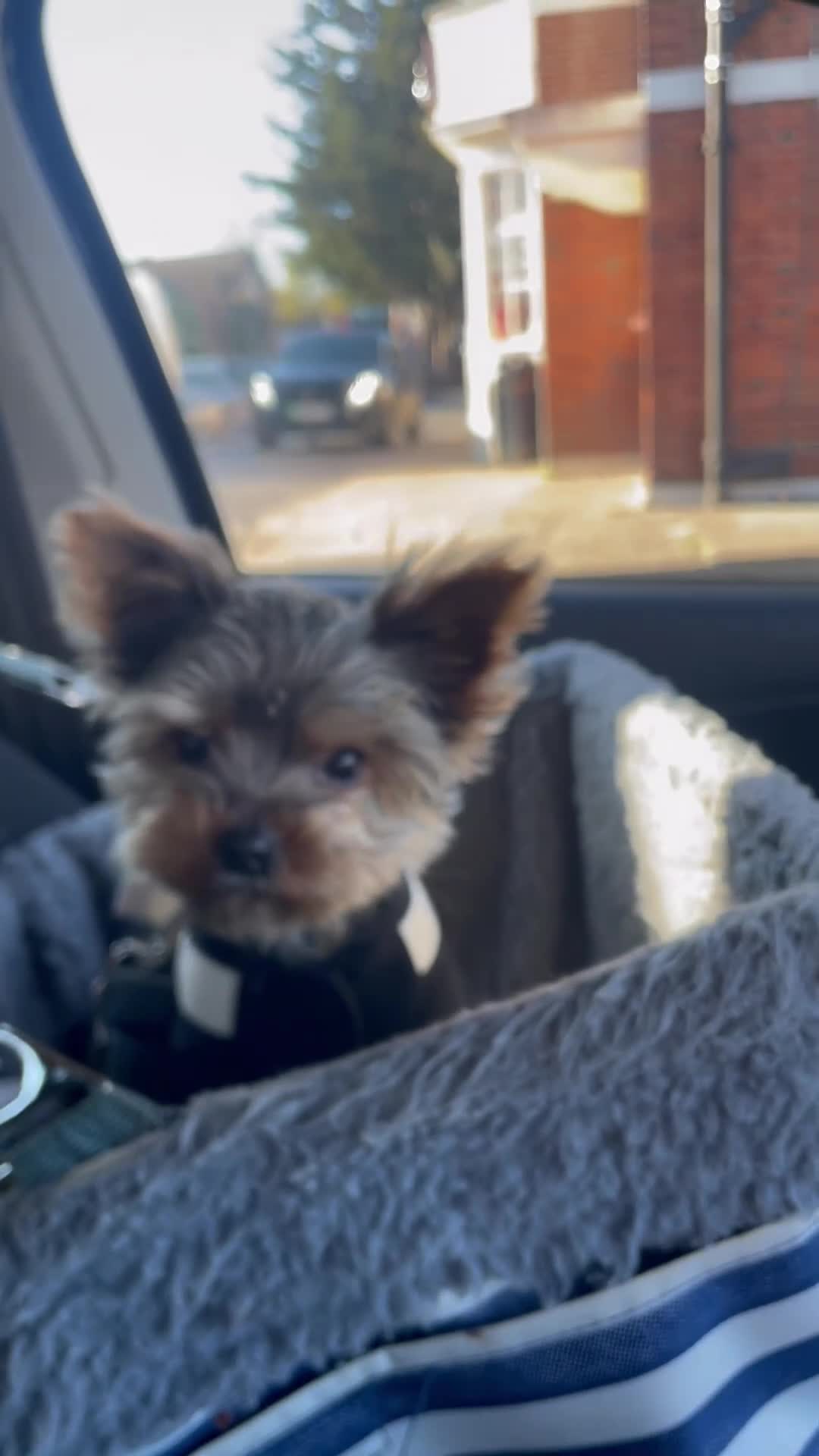 Yorkshire Terrier dogs for stud: Stud only, Exceptional miniature yorkshire terrier - Video 1