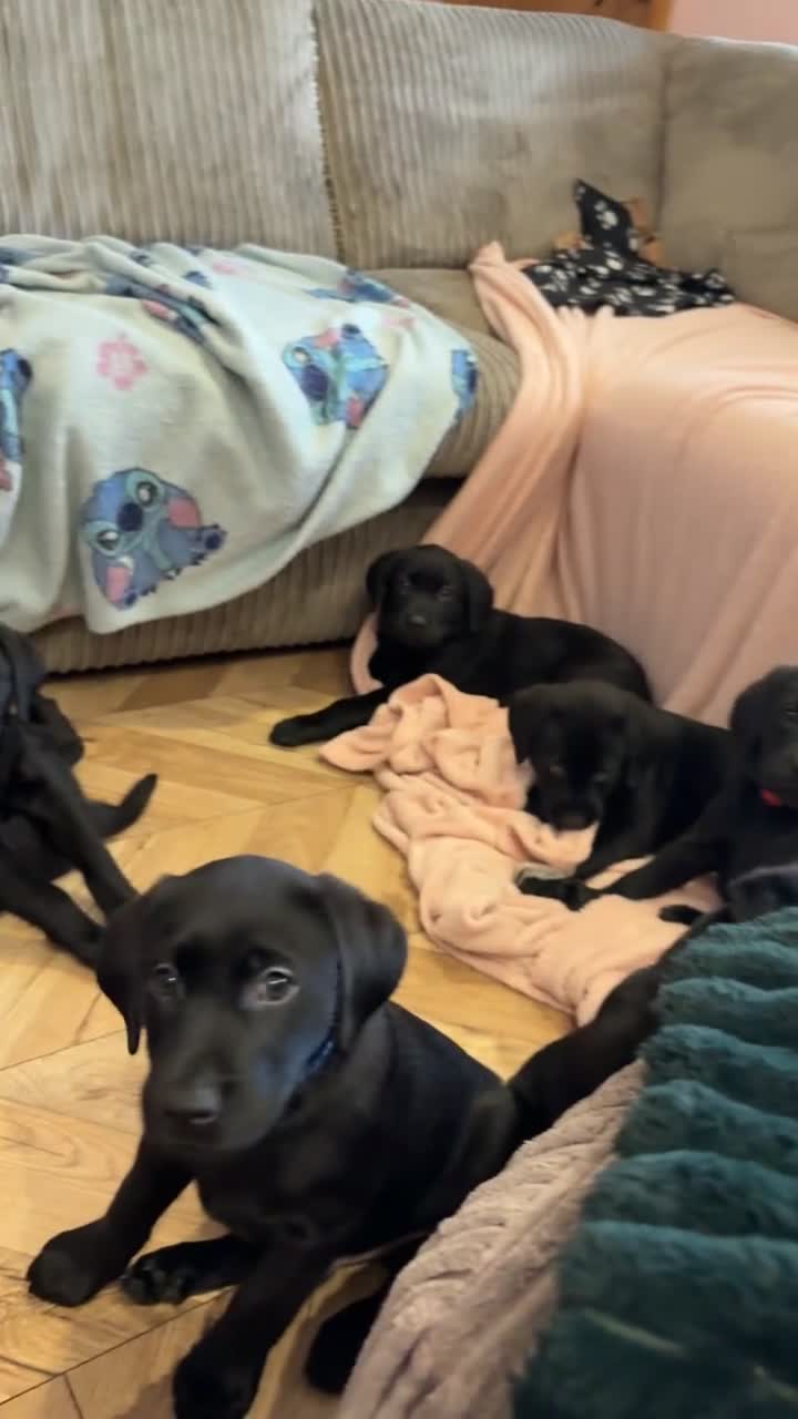 Labrador Retriever dogs for sale: Black Lab Pup - Video 1