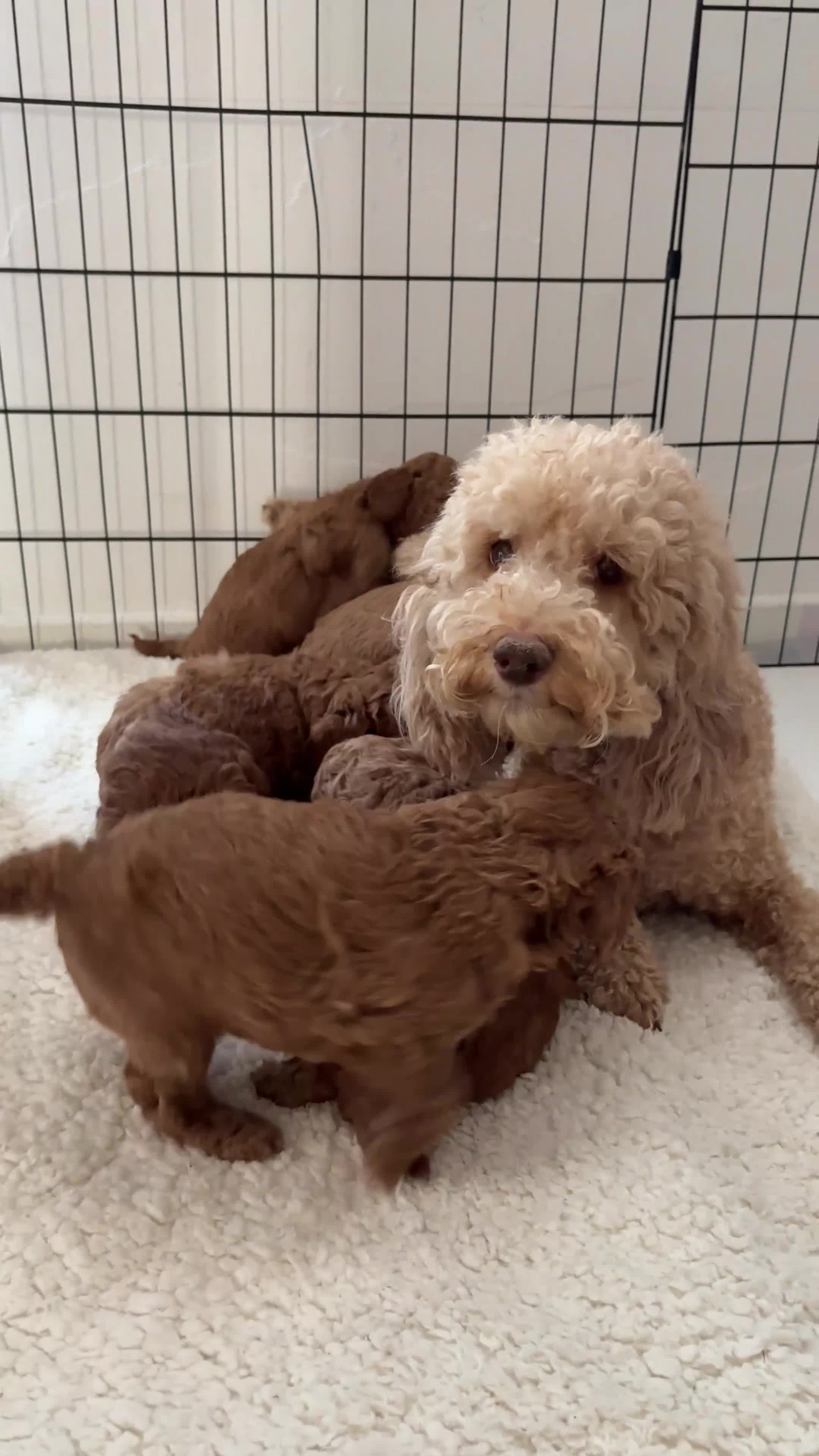 Mixed Breed dogs for sale: Adorable Toy/Miniature Poodle Puppies - Video 1