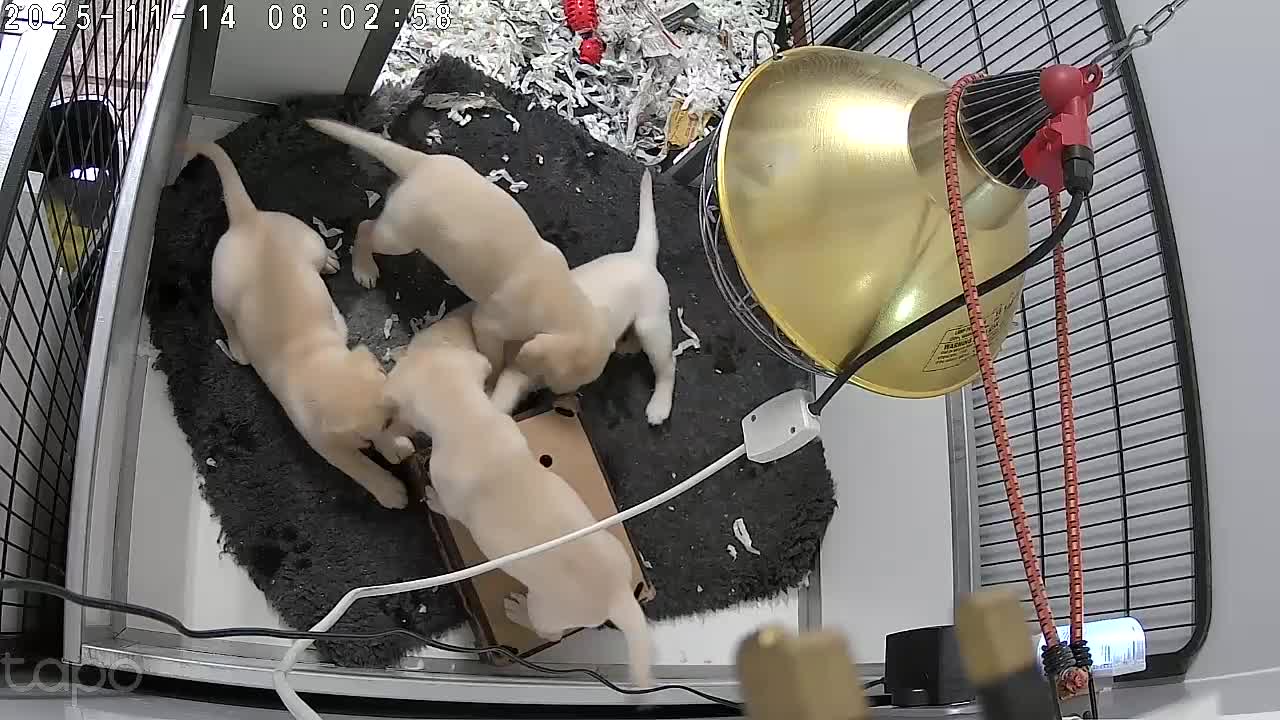 Labrador Retriever dogs for sale: Female Labrador Puppies - Video 1