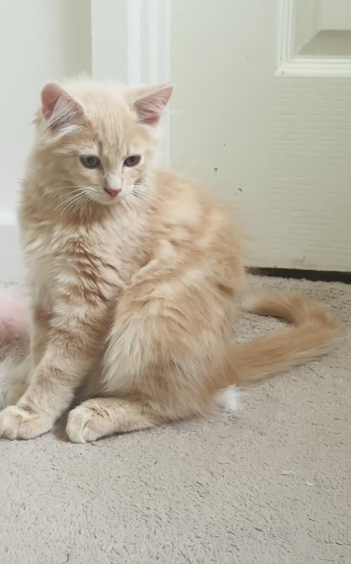 Persian cats for sale: Mink coloured Persian Mixed boys - Video 1