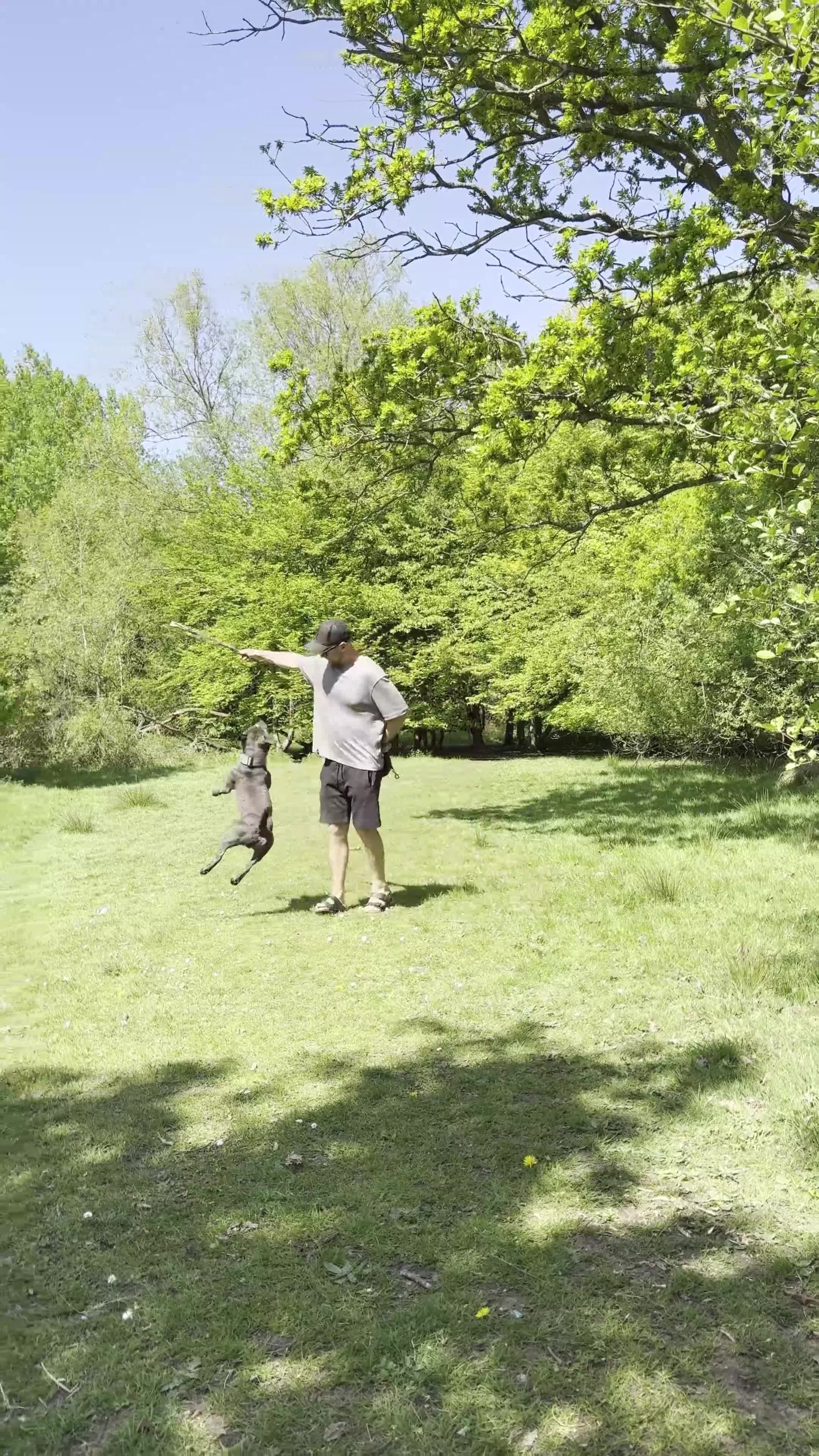 Staffordshire Bull Terrier dogs for stud: KC Registered Blue Staffy Stud Available - Video 1