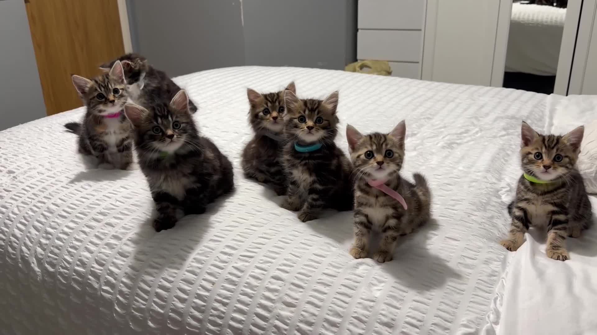 Mixed Breed cats for sale: BEAUTIFUL HOME REARED TABBY KITTENS ready 19/08/26 - Video 1