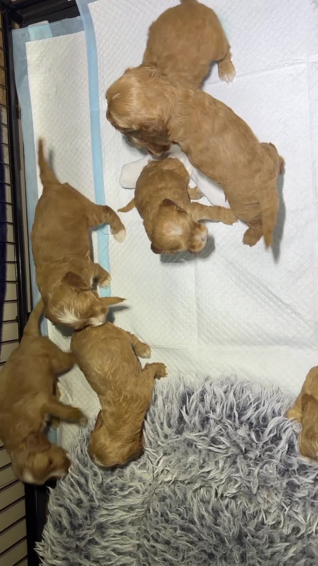 Cockapoo dogs for sale: Beautiful Toy Cockapoo Pups  - Video 1