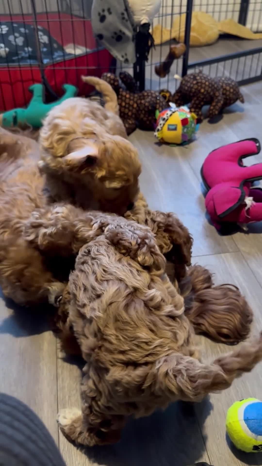 Cockapoo dogs for sale: Red Cockapoo girls Fb2 ready 12/1/26 - Video 2