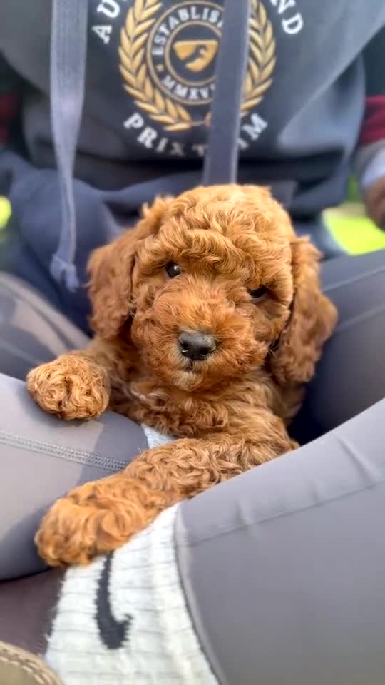 Miniature Poodle dogs for sale: KC Registered Deep Red Miniature Poodle Puppies - Video 1